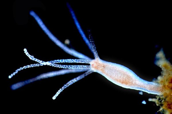 Как пополнить кошелек на кракене