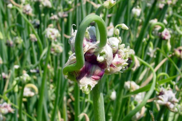 Кракен маркет наркотики
