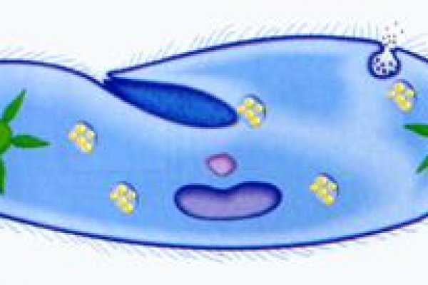 Ссылка кракен через тор